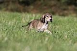 SALUKI 016